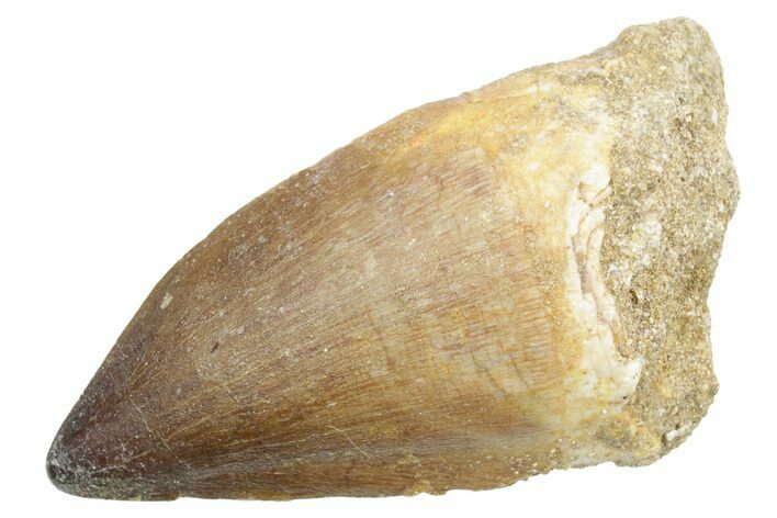 Fossil Mosasaur (Thalassotitan) Tooth - Morocco #353222